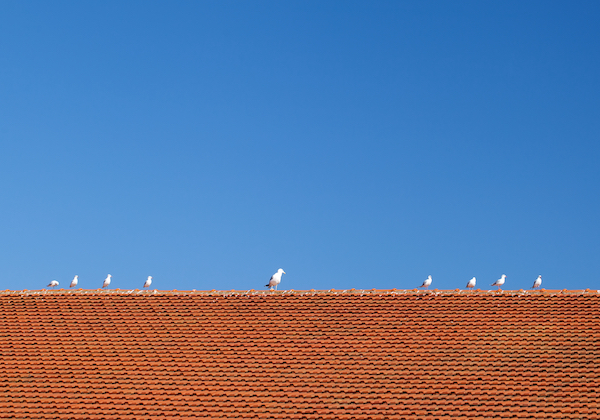 roof maintenance program